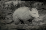 Virginia opossum in das Spiel RDR 2