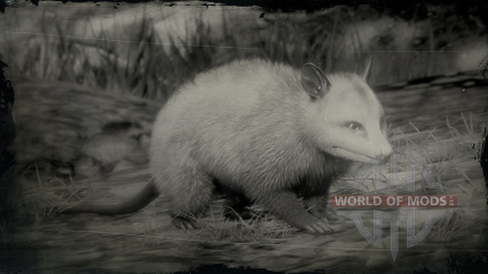 Où trouver l'opossum de Virginie Red Dead Redemption 2